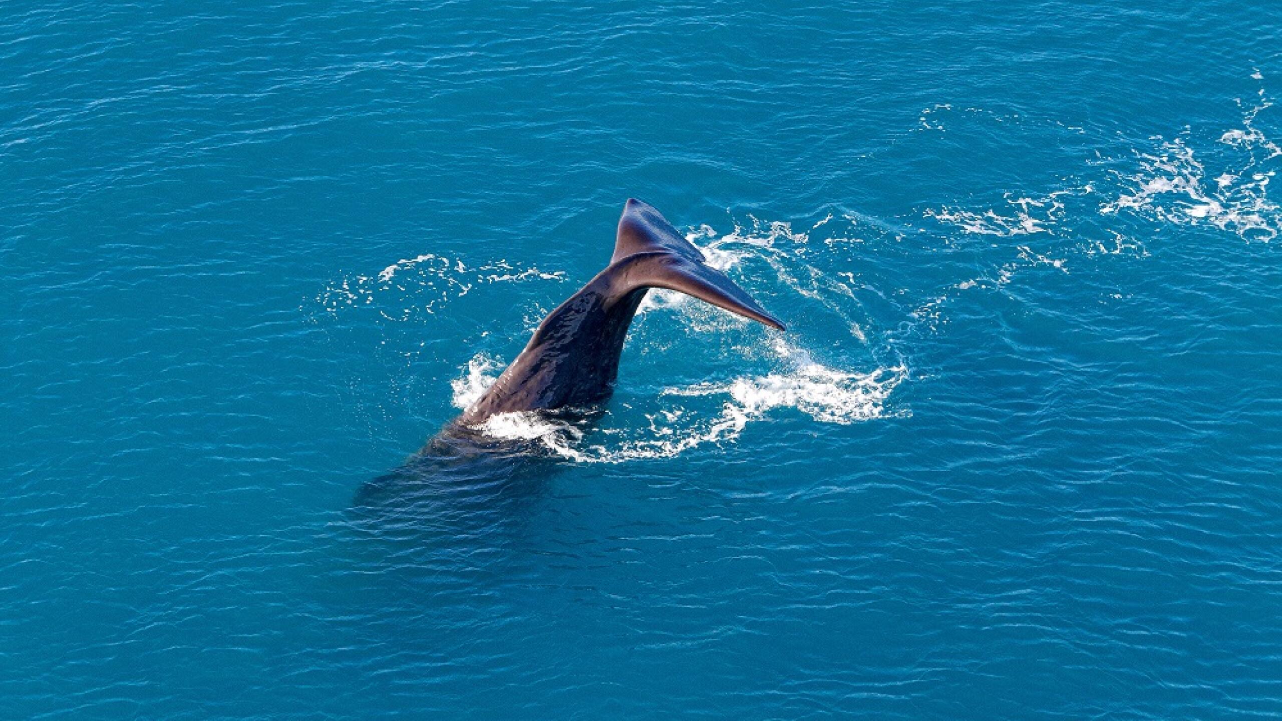 3 144 kaikoura helicopters 1567469212