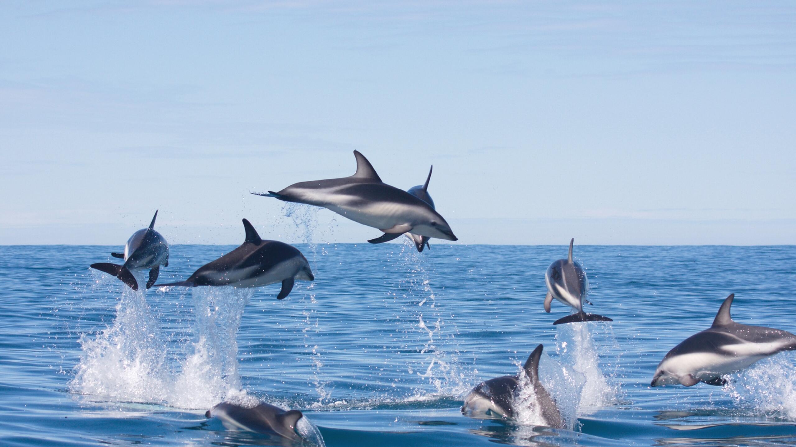 3 94 dolphin encounter 1559614910