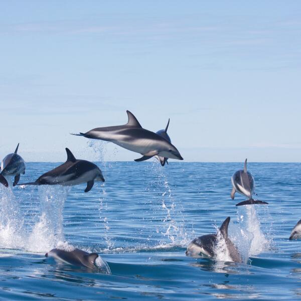3 94 dolphin encounter 1559614910