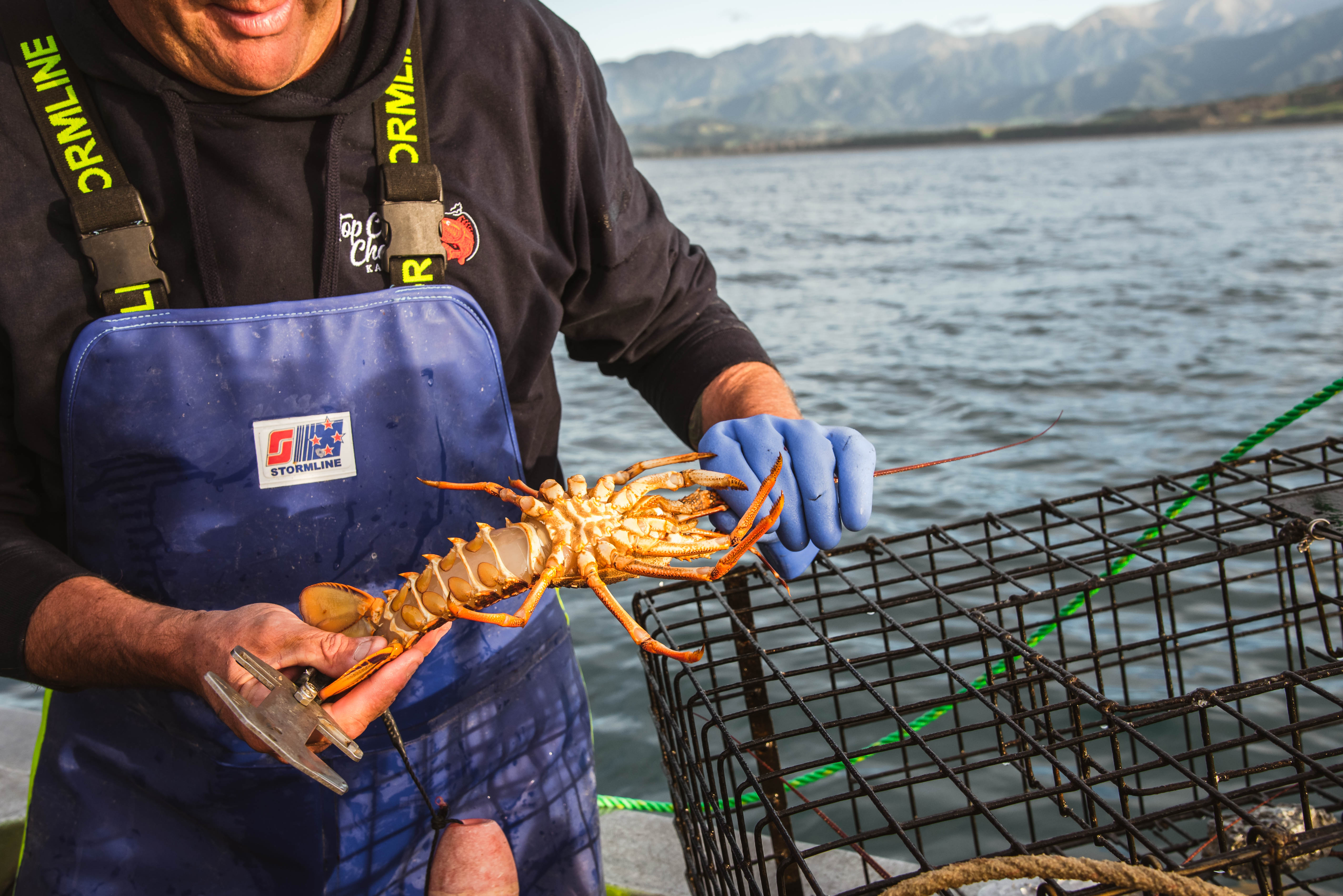 Your guide to foraging, hunting, and fishing in Kaikōura