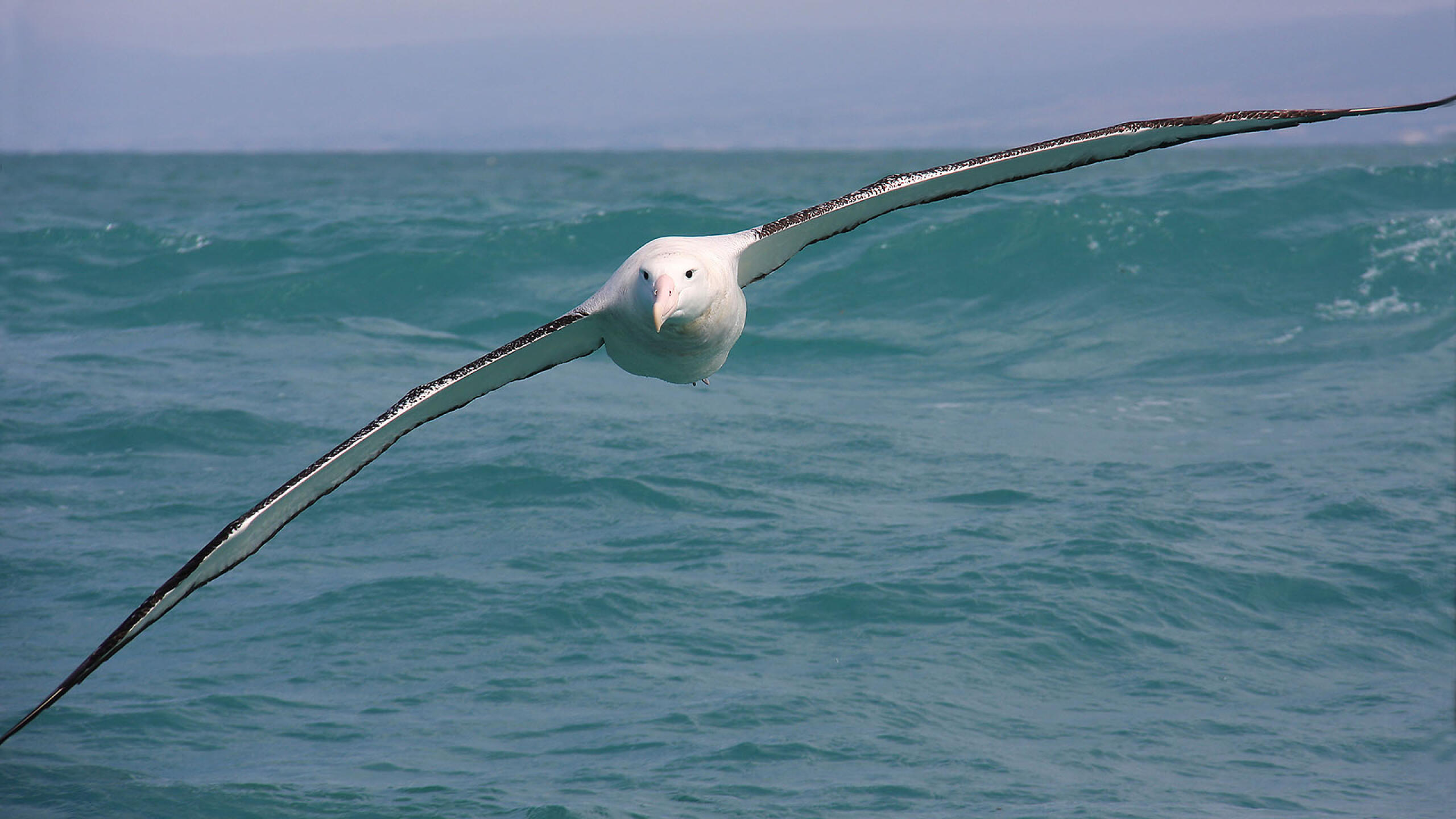 AlbatrossWanderer 008 v2