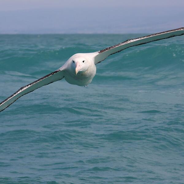 AlbatrossWanderer 008