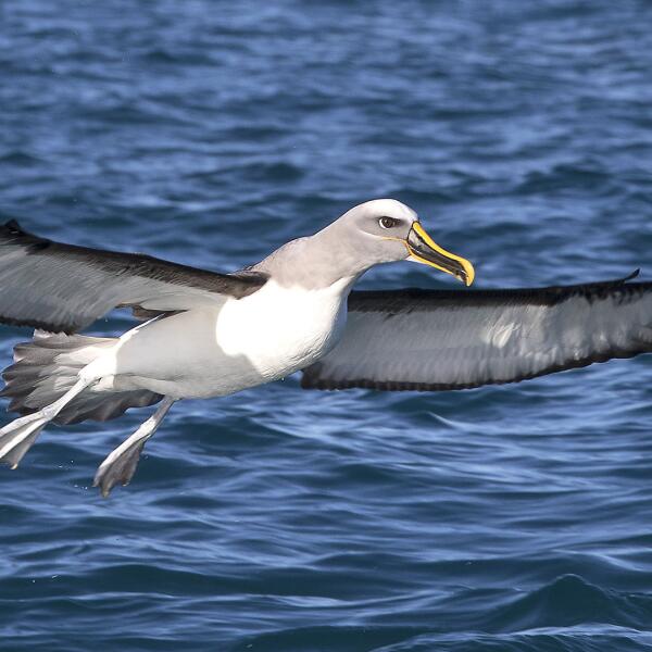 Albatross Bullers 027