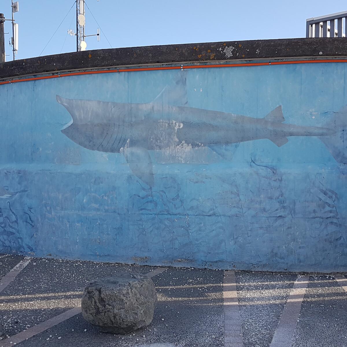Basking Shark at the Water Tower