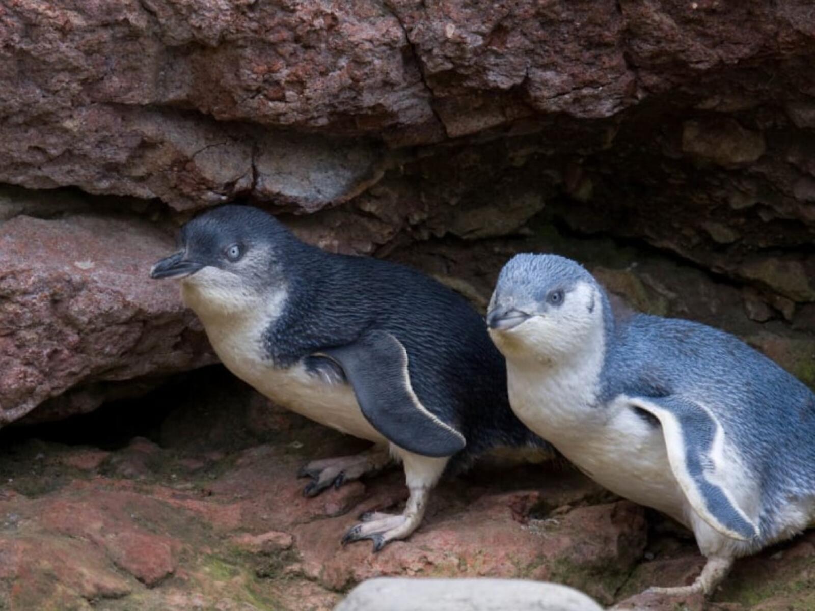 Blue Penguins