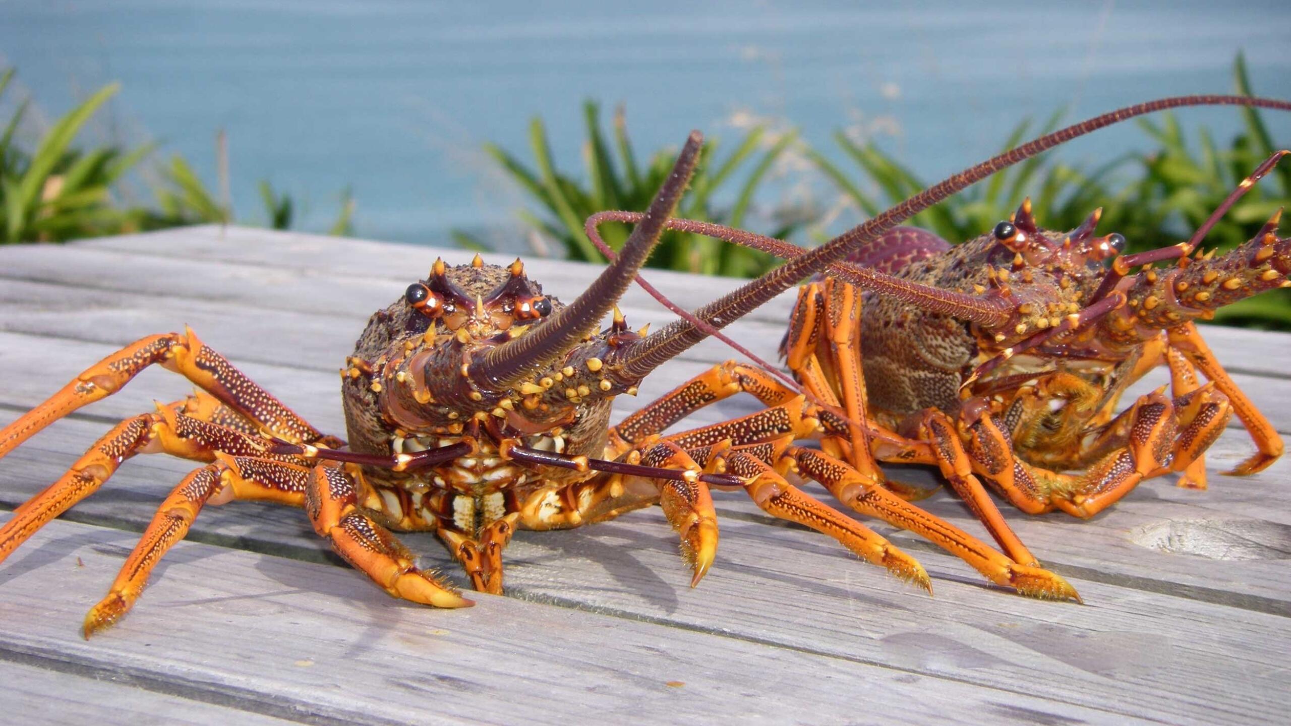 Crayfish v4