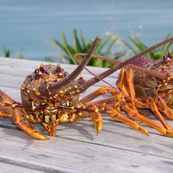 Crayfish v4