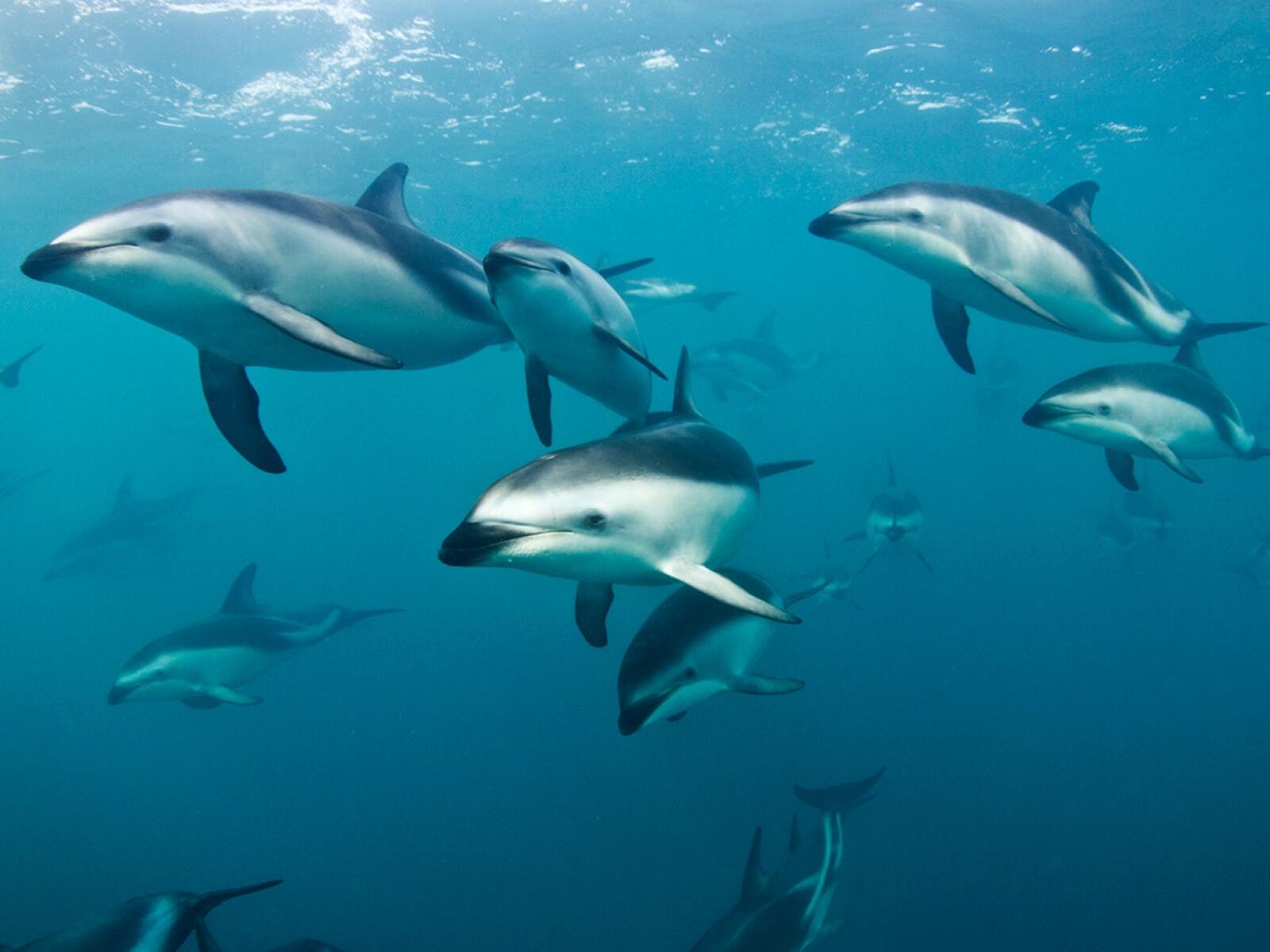 Dolphin Encounter