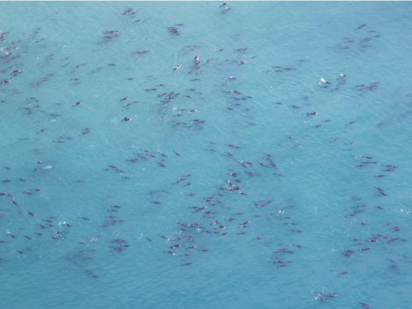 Dusky Dolphin super pod