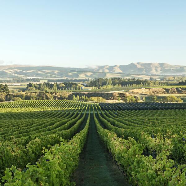 Greystone Pinot Block v3