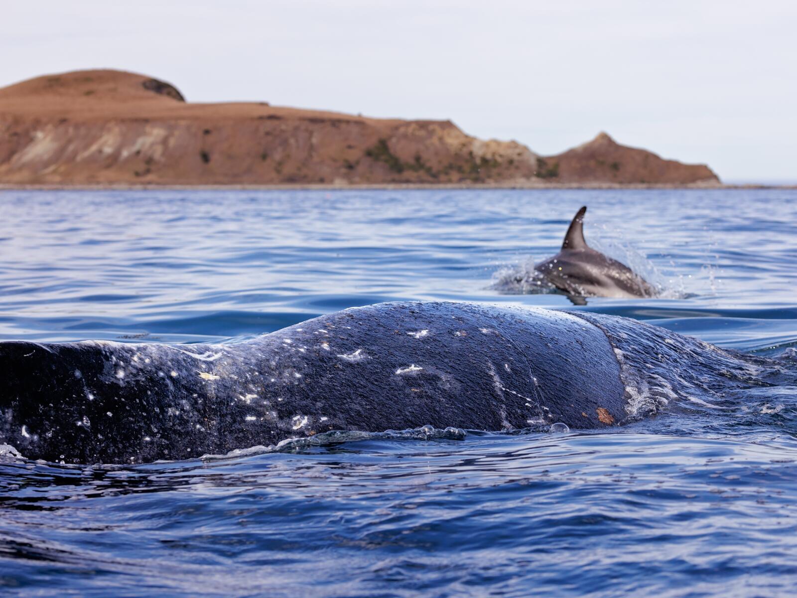 Humpback Whale