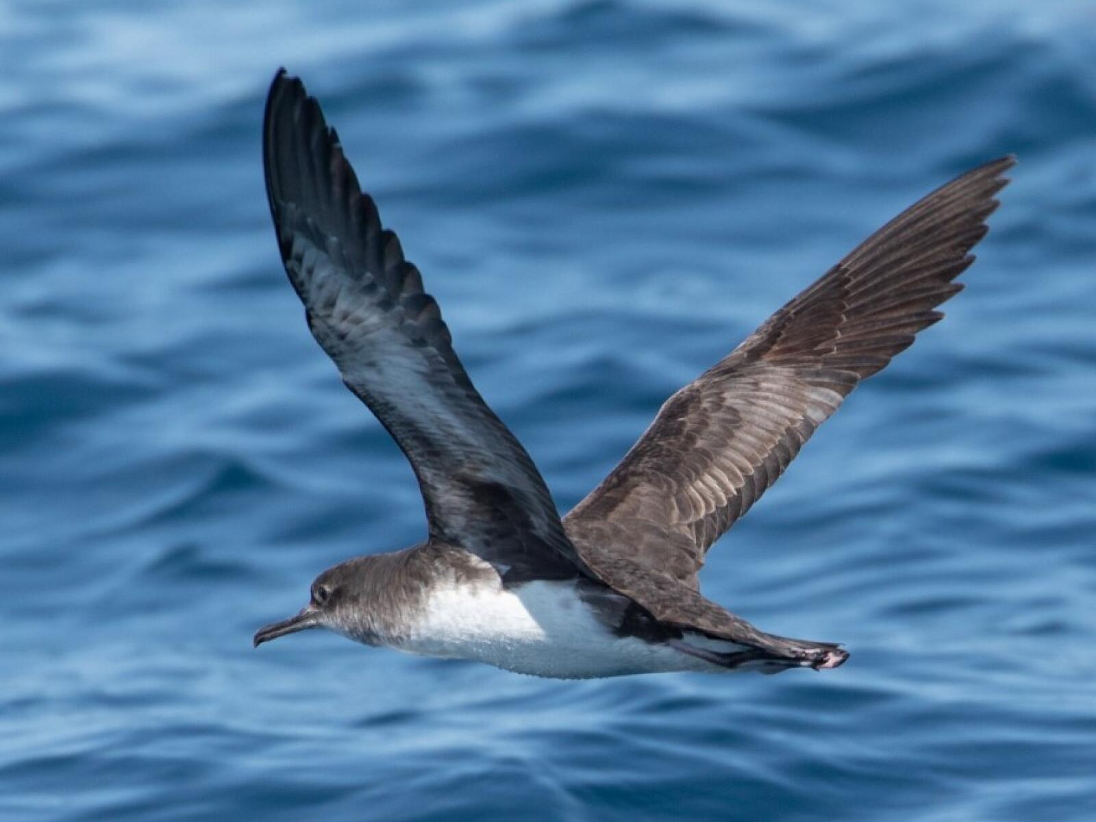 Hutton Shearwater 2