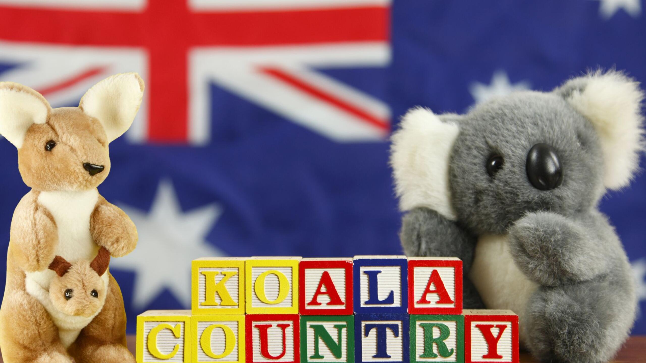 Koala country