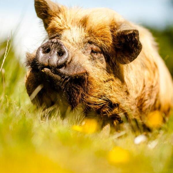 Lunton Downs Pig