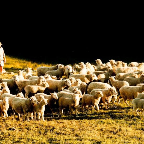 Lynton Downs Sheep Mob
