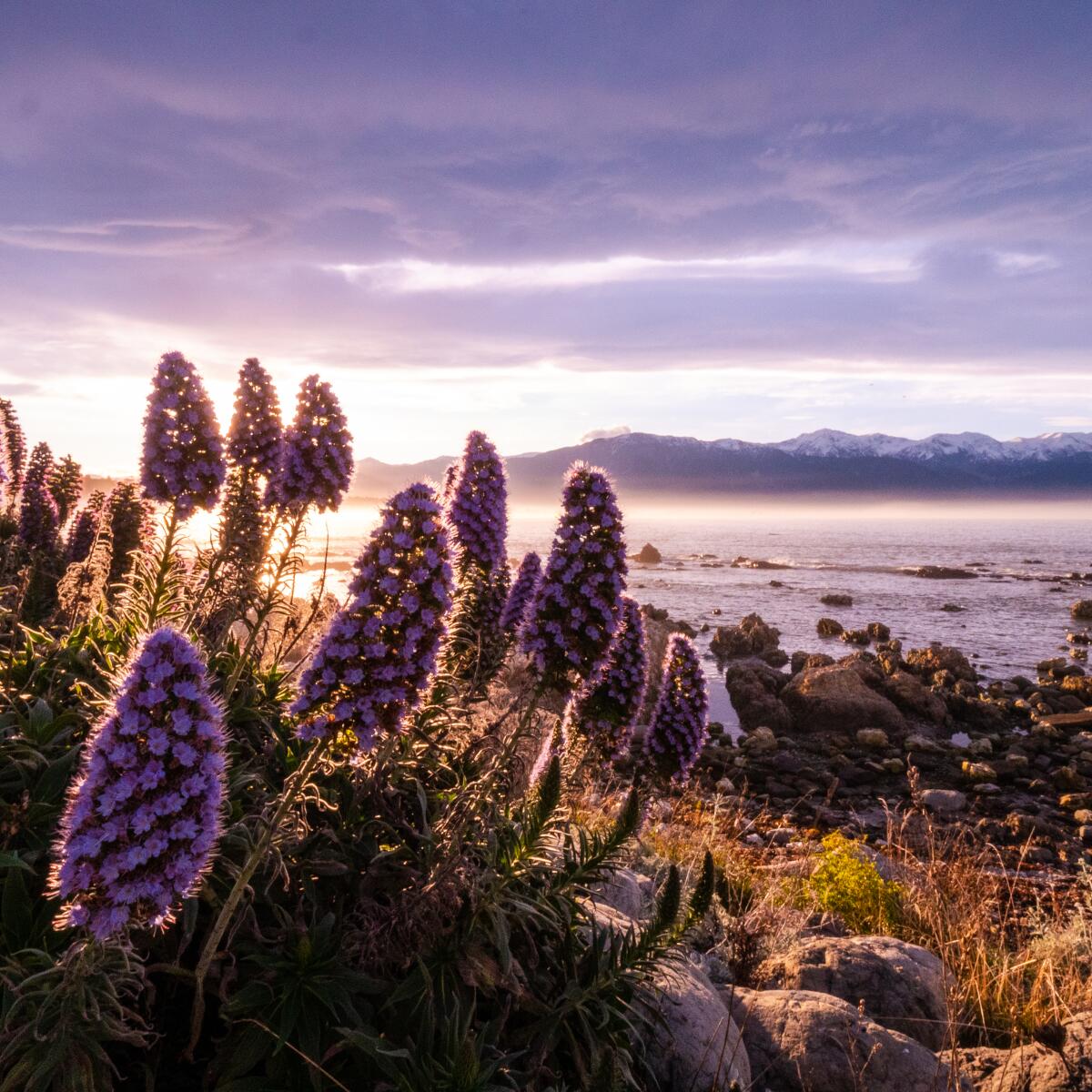 Sunset Lupins v3
