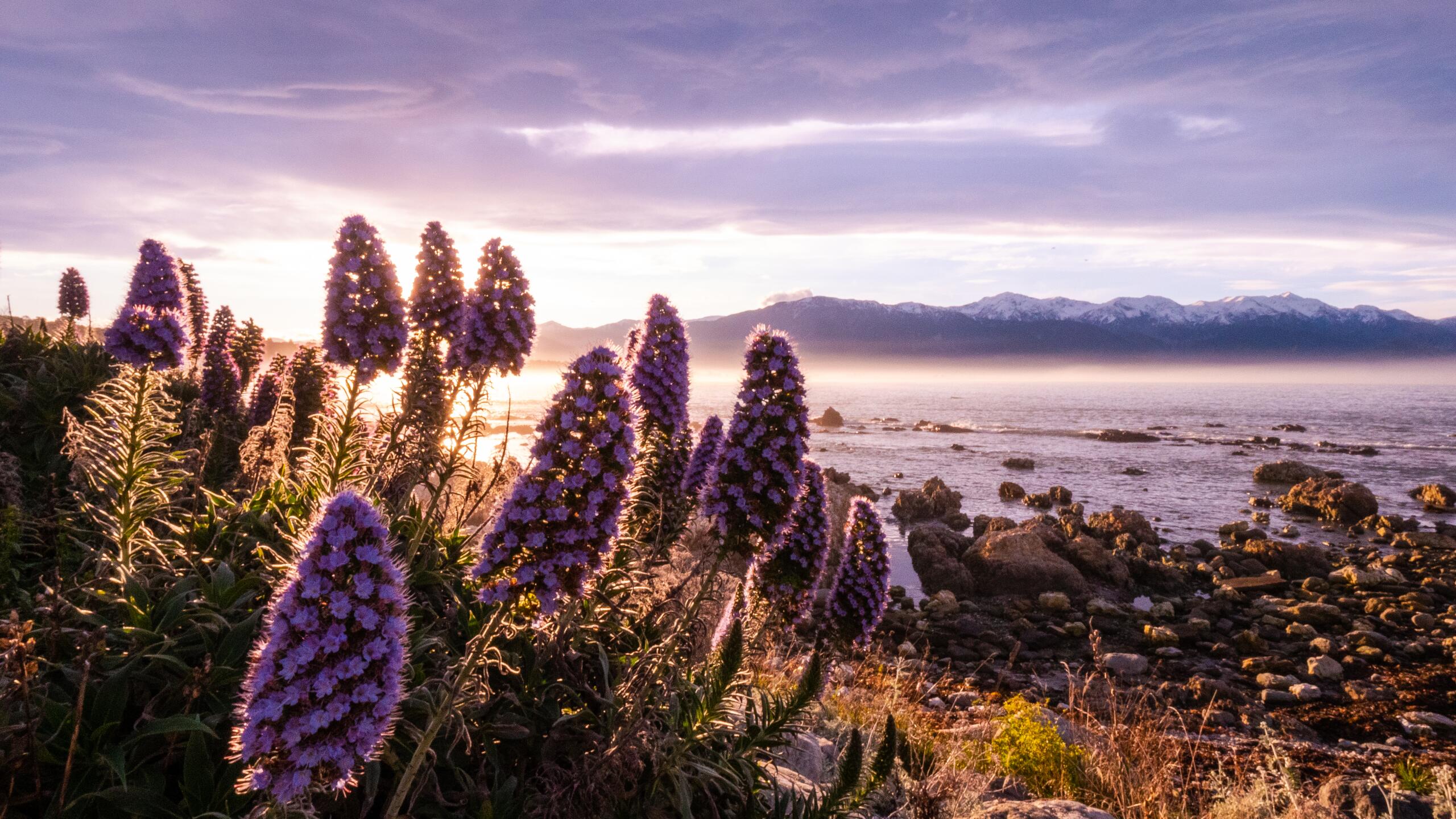 Sunset Lupins 14 of 22