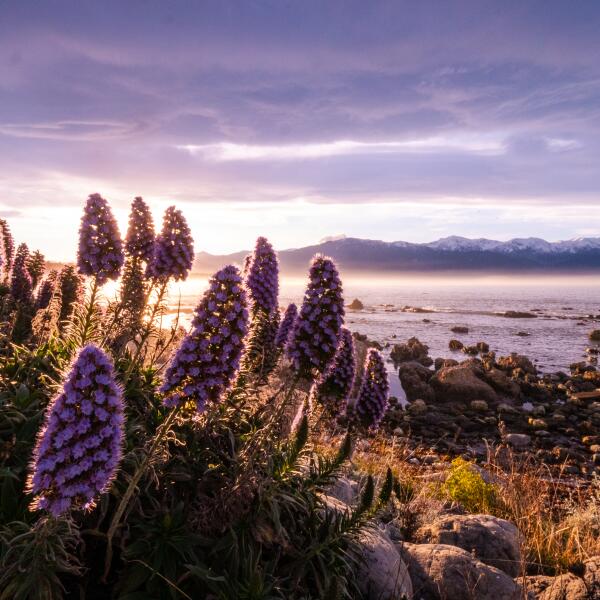 Sunset Lupins 14 of 22
