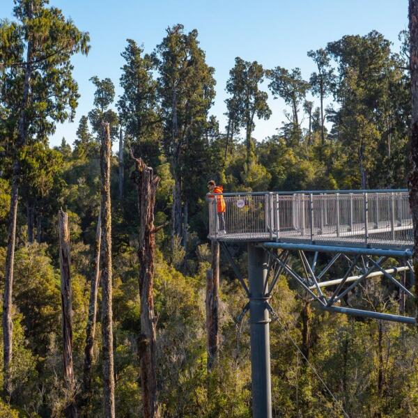 Tree Top Walks