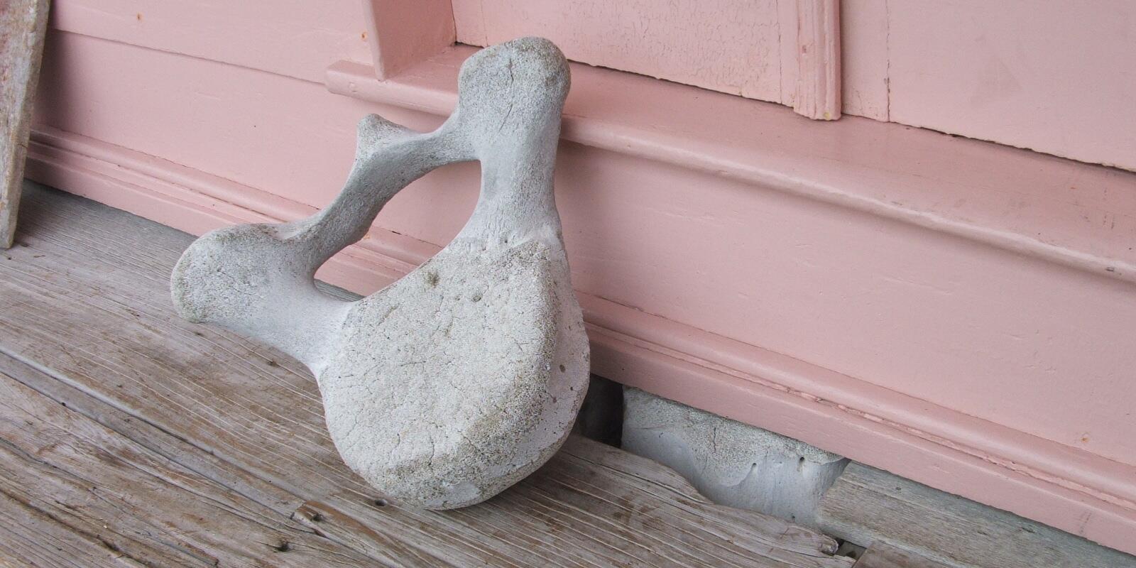 Whalebones at Fyffe House