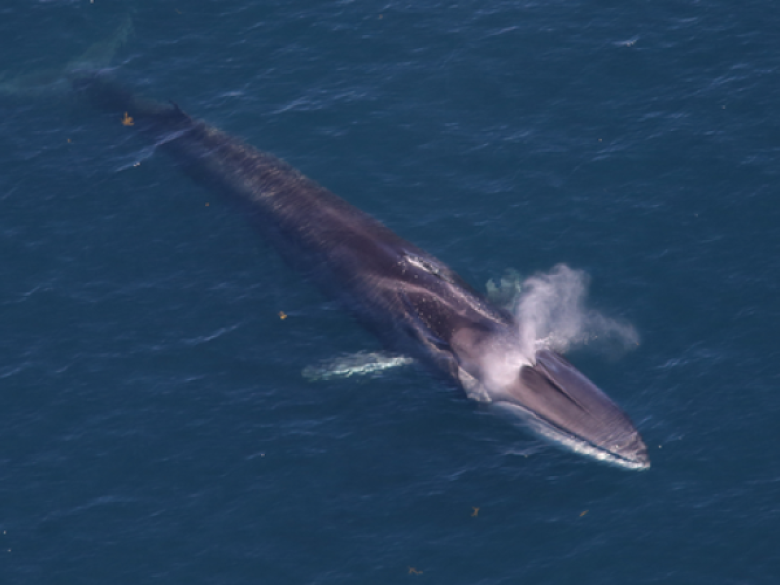 fin whale