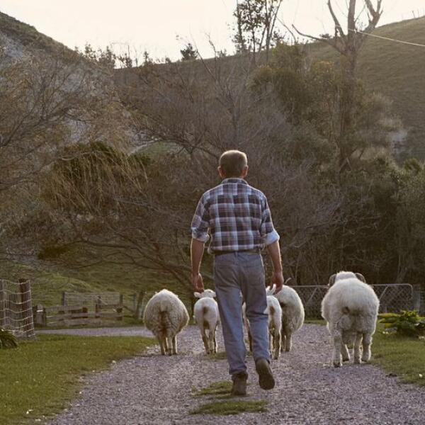 sheep6